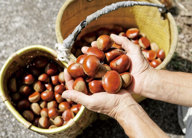 収穫した城川の和栗を手に取る様子