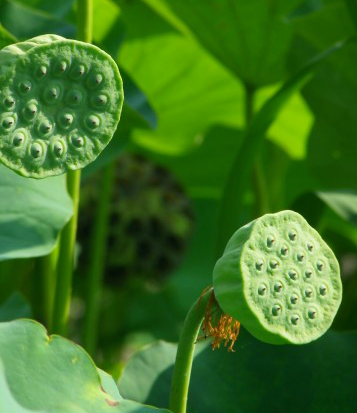 ハスの花の下にはレンコンがある 執筆者 管理栄養士 体育学修士 河谷彰子氏 城川ファクトリー